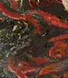 Polished Tiger Iron Stromatolite - ( Billion Years) #75834-1